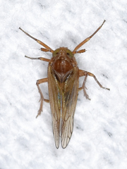 Pareuidella