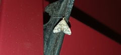 Metasia ophialis