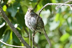 Zonotrichia albicollis