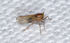 Pareuidella
