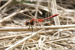 Sympetrum