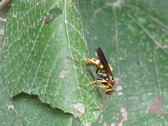 Poecilopompilus interruptus