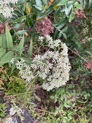 Eupatorium sessilifolium