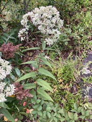 Eupatorium sessilifolium