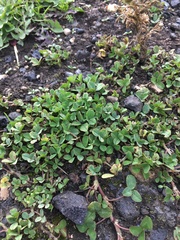 Trifolium micranthum