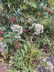 Eupatorium sessilifolium