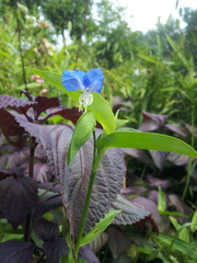 Commelina communis