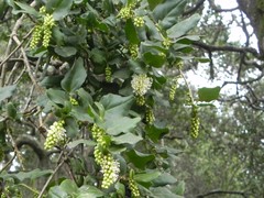 Ercilla