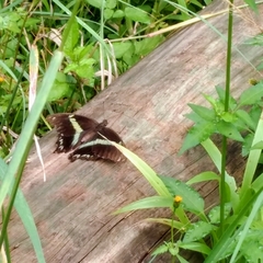 Papilio nireus lyaeus