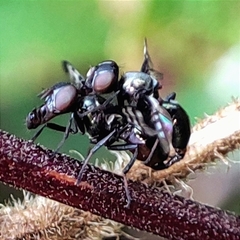 Rivellia syngenesiae