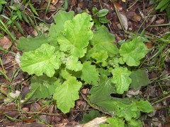 Francoa appendiculata