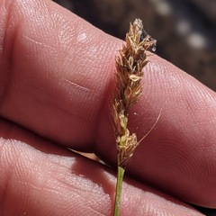 Carex subfusca