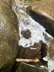 Desmognathus welteri