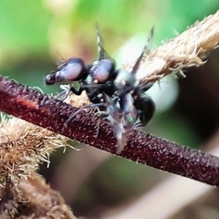 Rivellia syngenesiae