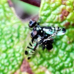 Rivellia syngenesiae