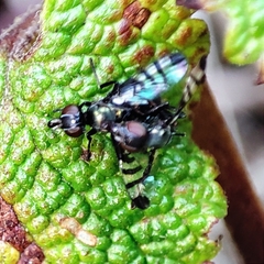 Rivellia syngenesiae