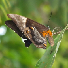 Papilio ulysses