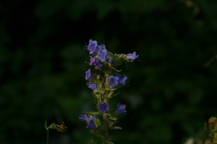 Echium vulgare