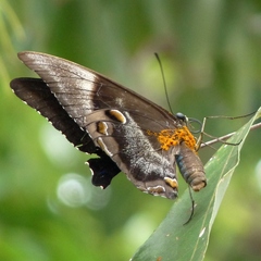 Papilio ulysses