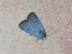 Caradrina aspersa