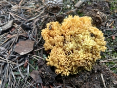 Ramaria flava