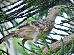 Chlamydera nuchalis