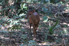Cephalophorus natalensis
