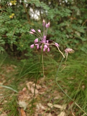 Allium carinatum pulchellum