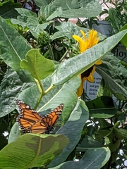 Danaus plexippus