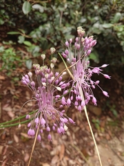 Allium carinatum pulchellum