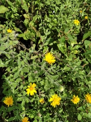 Heterotheca mucronata