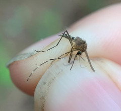 Aedes canadensis canadensis