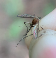 Aedes canadensis canadensis