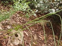 Allium carinatum pulchellum