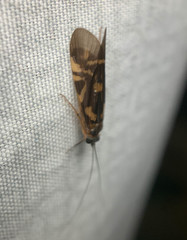 Macrostemum zebratum