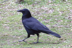 Corvus corone