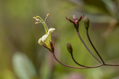 Gesneria pedunculosa