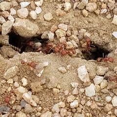 Pogonomyrmex subnitidus