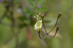 Gesneria pedunculosa