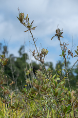 Gesneria pedunculosa