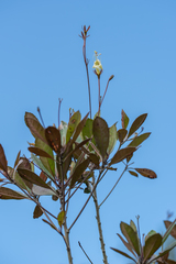 Gesneria pedunculosa
