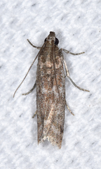 Eurythmia angulella