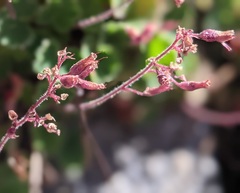 Heuchera hirsutissima