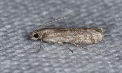 Eurythmia angulella