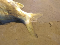 Pimelodus maculatus