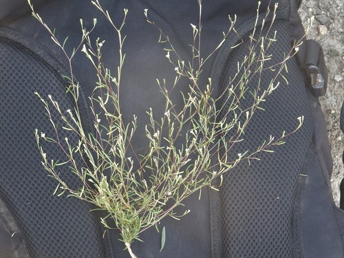 Image of Gayophytum ramosissimum by no rights reserved