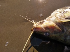 Pimelodus maculatus