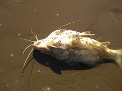 Pimelodus maculatus