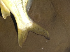 Pimelodus maculatus