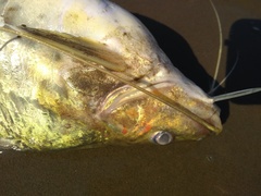 Pimelodus maculatus